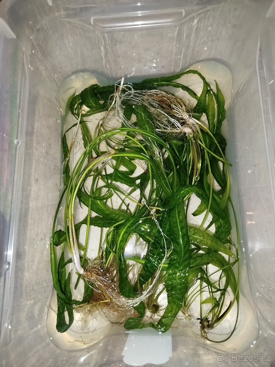 Kryptokoryna kalatkolistá