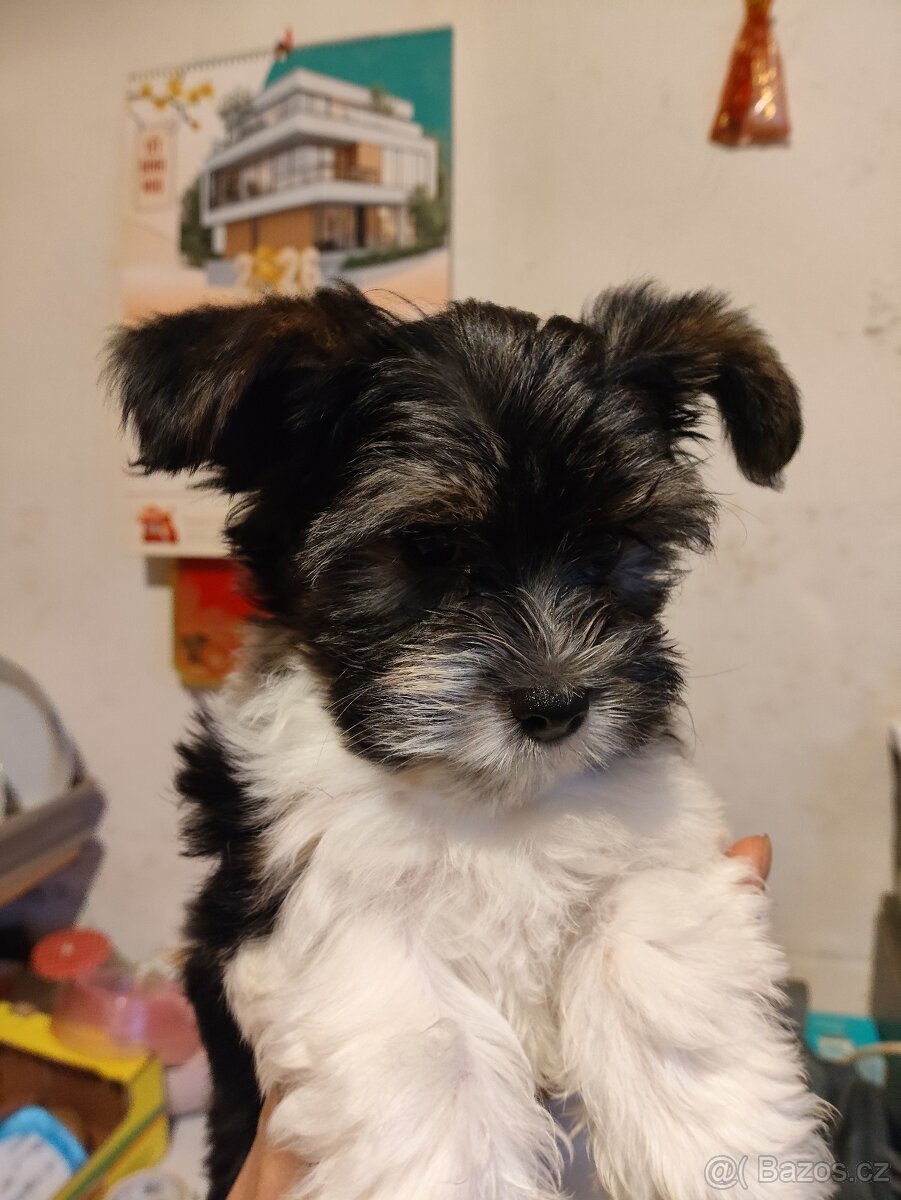 Yorkšírský teriér - Fanda