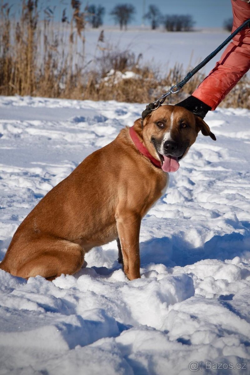 Kříženec Max hledá parťáka pro život