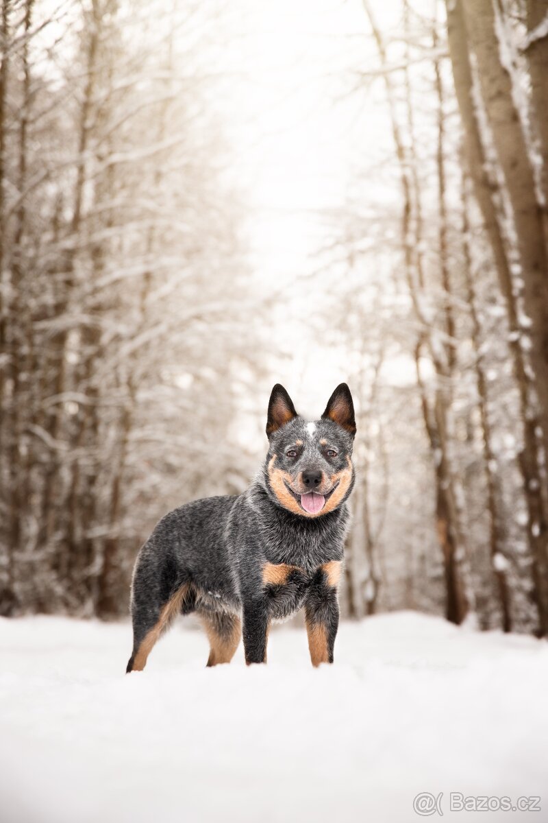 honák Jonák Collin Kevin Ash Ups (zkrátka Upsík)