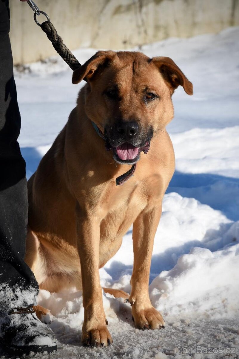 Kříženec labradora a ridgbecka hledá domov