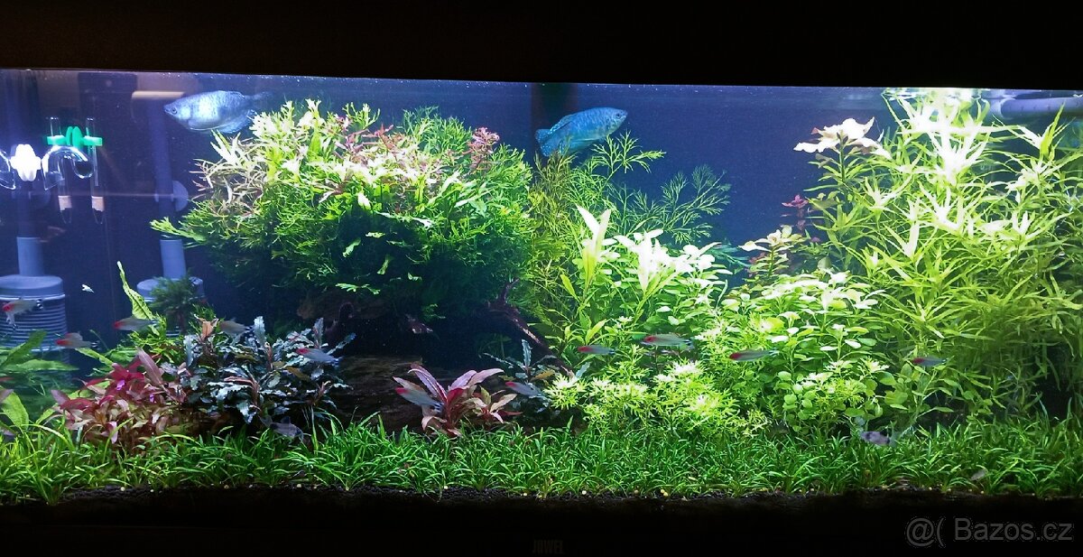 Akvarijní rostlinky a krevetky Red Cherry