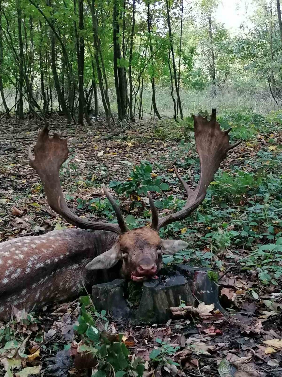 Polovačka v maďarsku