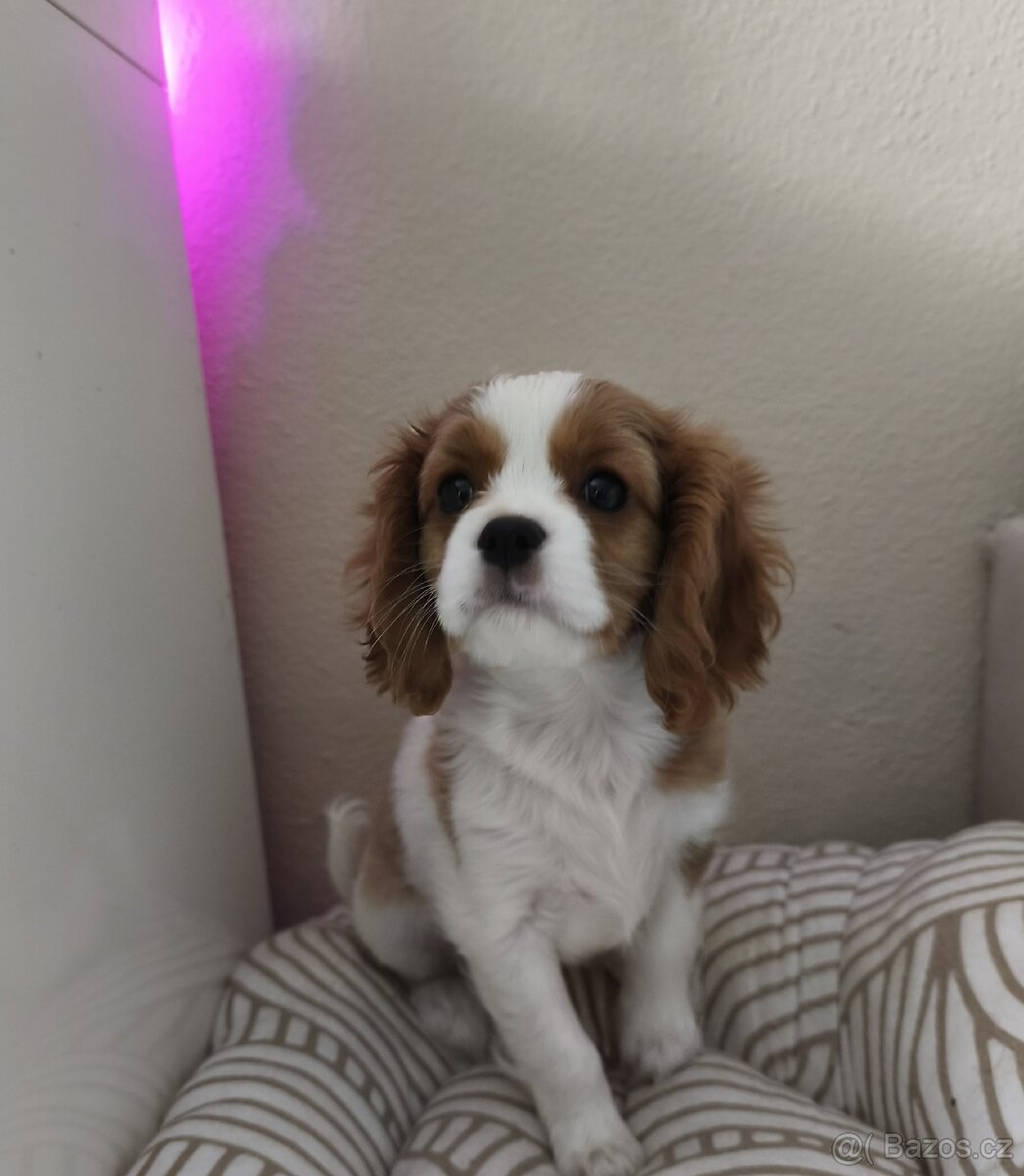 Cavalier, kavalír fenečka