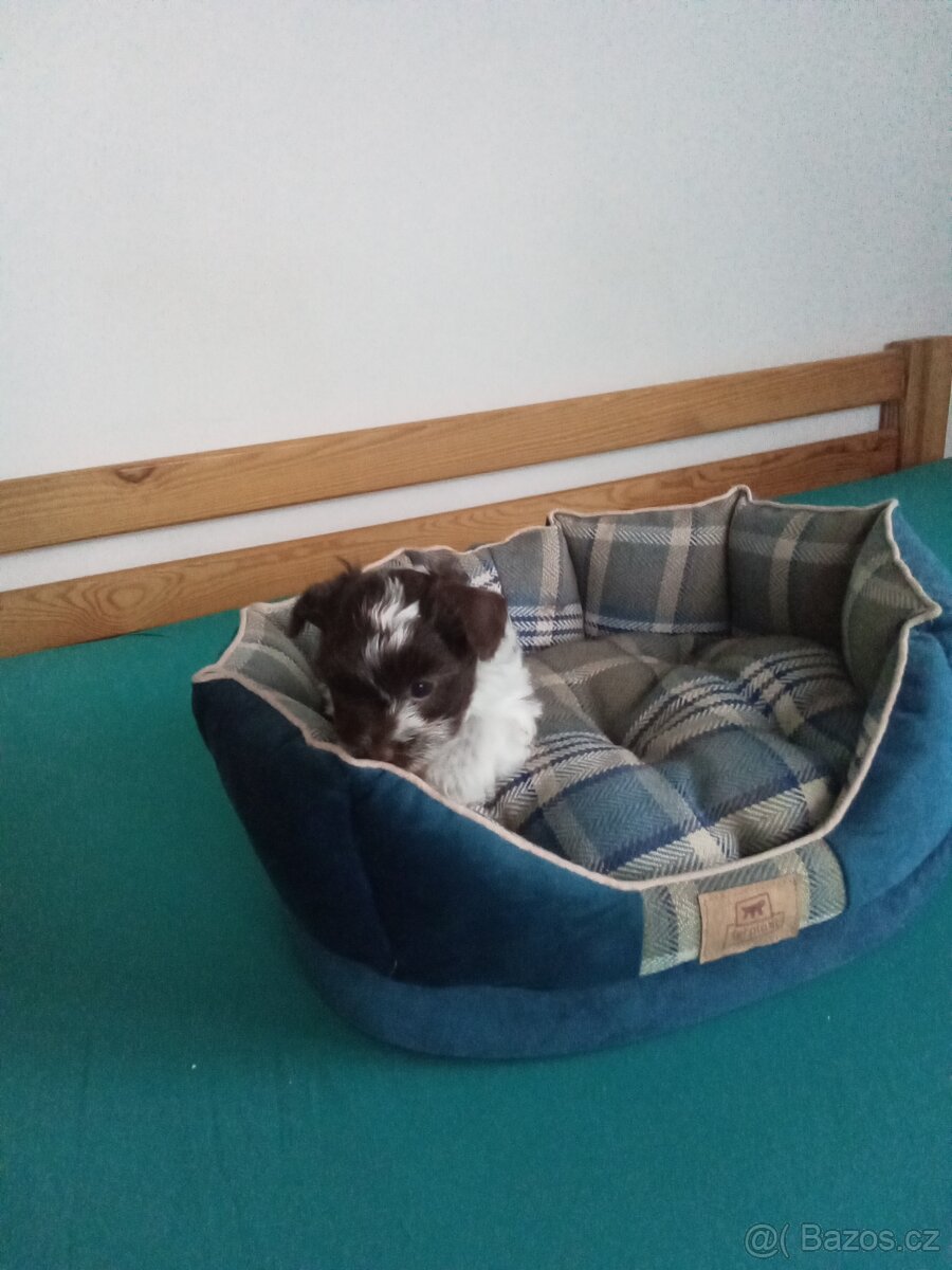 Jorkšírský teriér