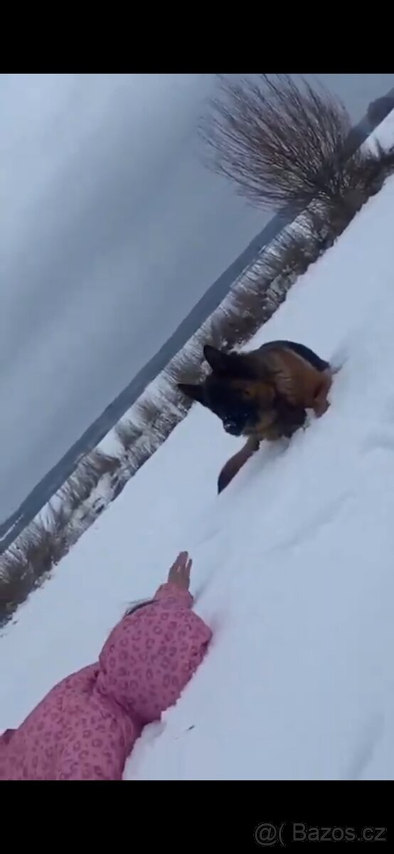 Německý vlčák fena s pp