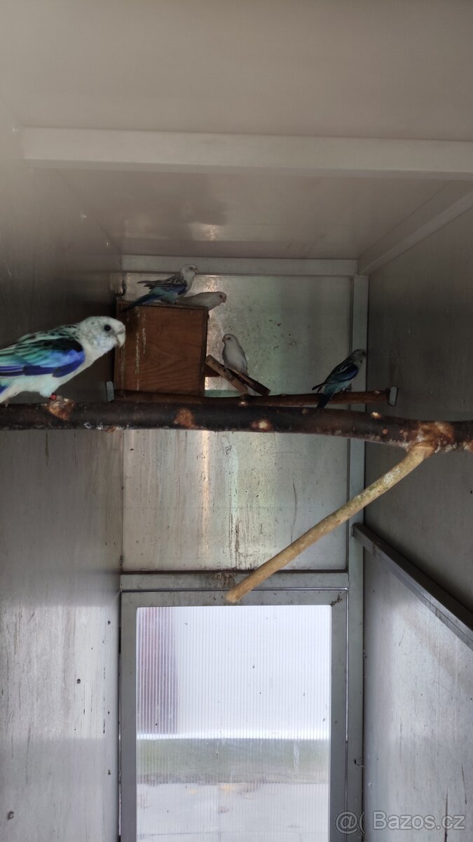 Rosela pestrá modrá na ino