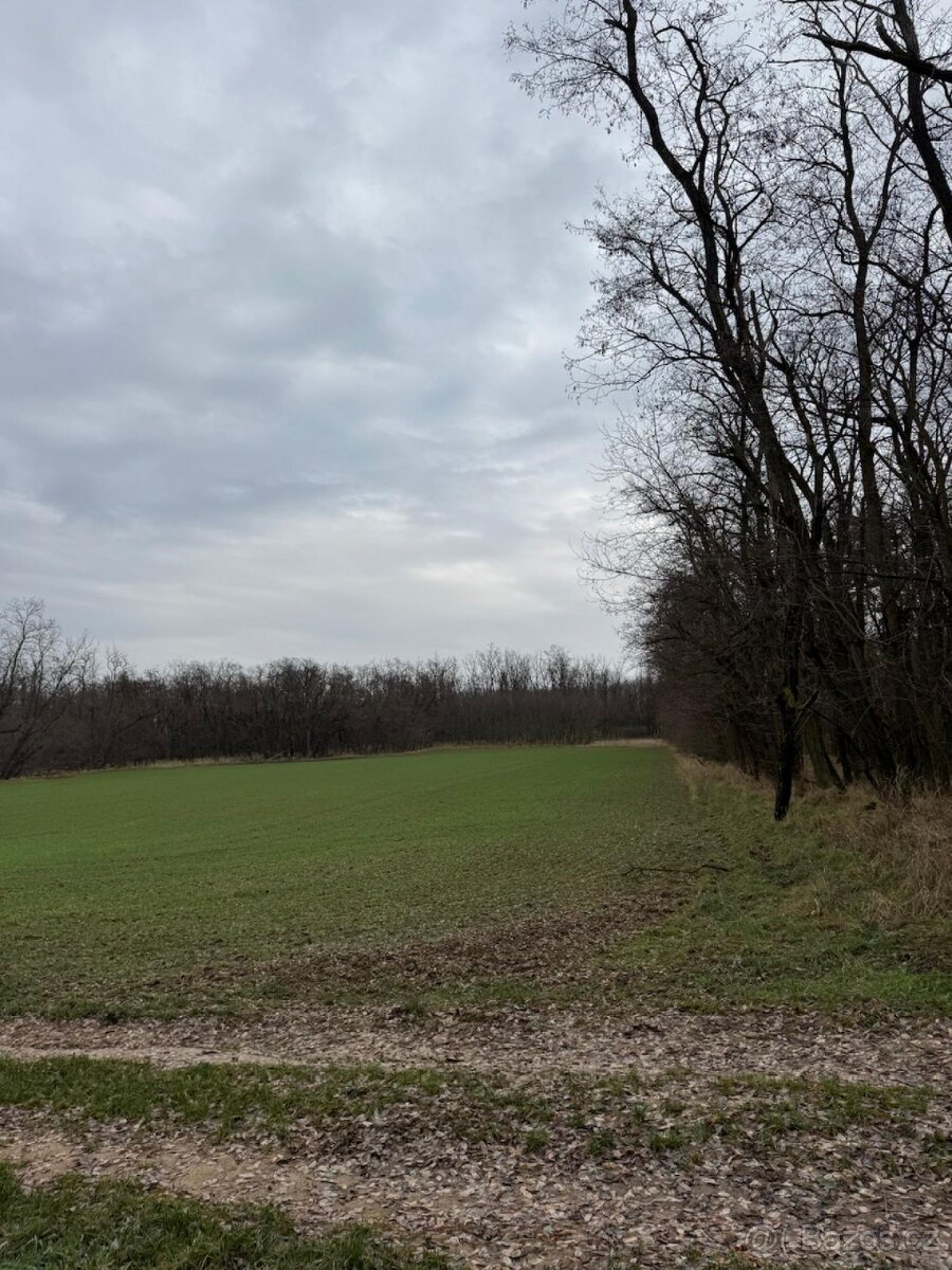 Prodej pozemku k.ú. Lesonice u Moravského Krumlova (3)