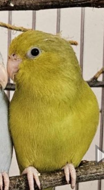 Papoušíček šedokřídlý