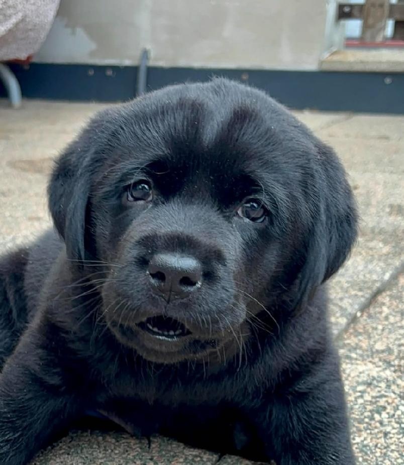 Labradorský retrívr - štěňátko