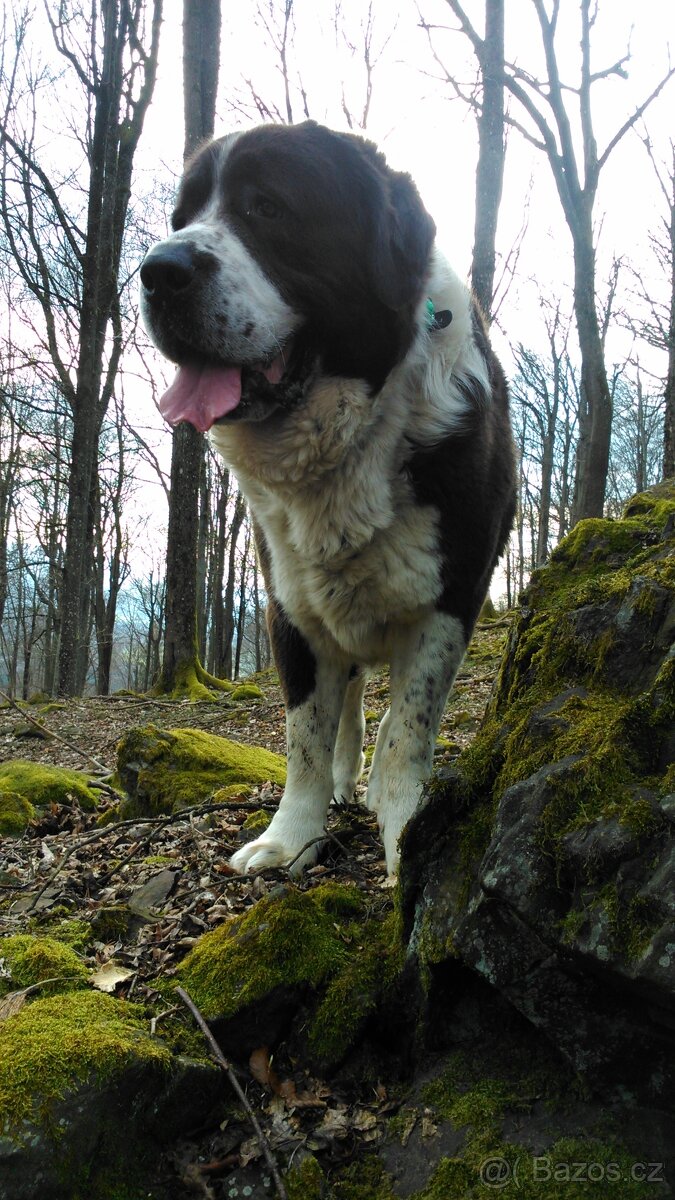 Středoasijský pastevecký pes