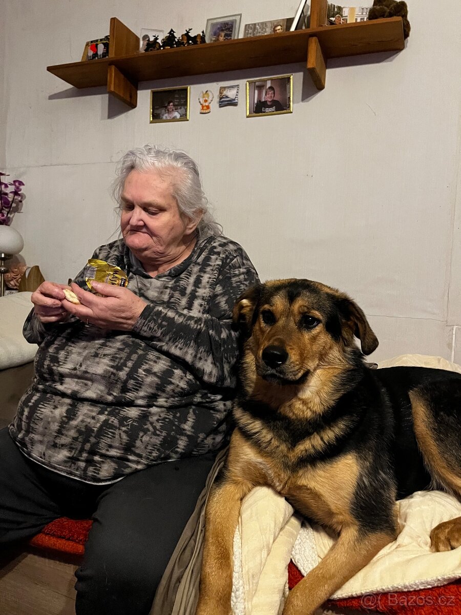 Tibetská doga s vlčákem