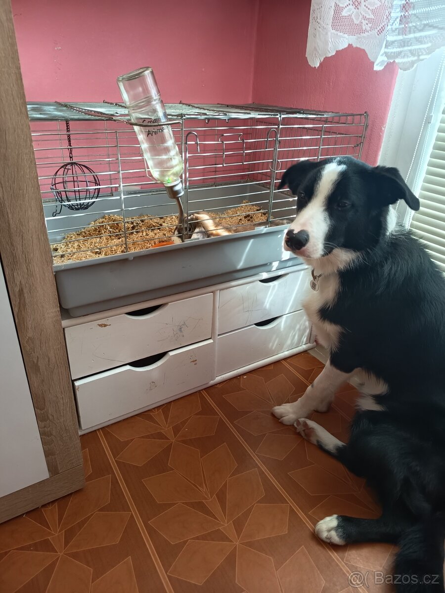 Prodam stěně border kolie