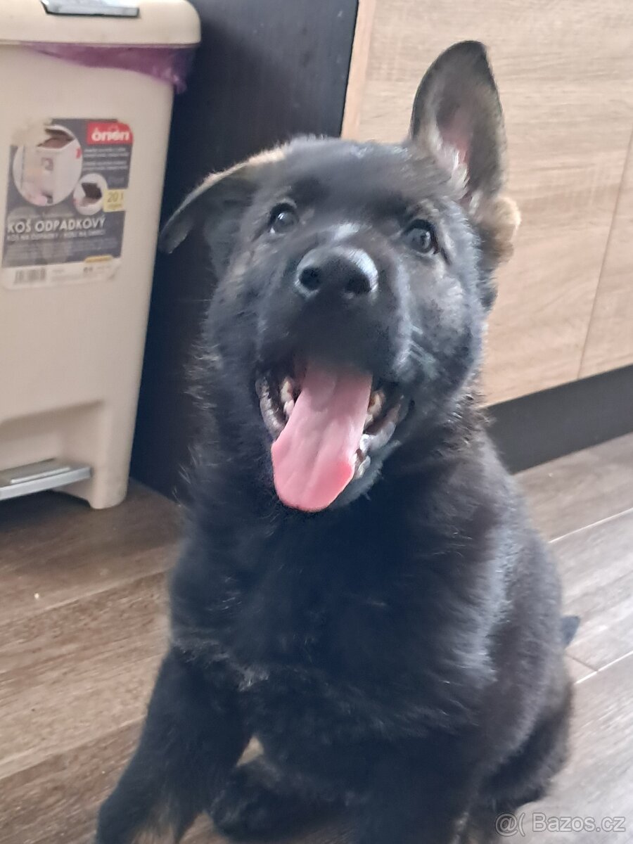 Nemecký ovčiak šteniatka s PP