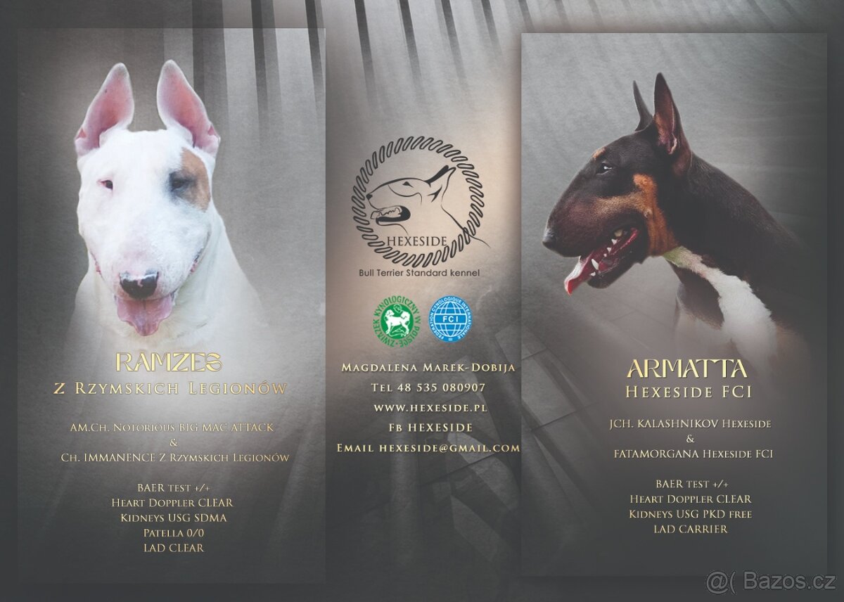 Anglicky bulterier, standard, pes z PP