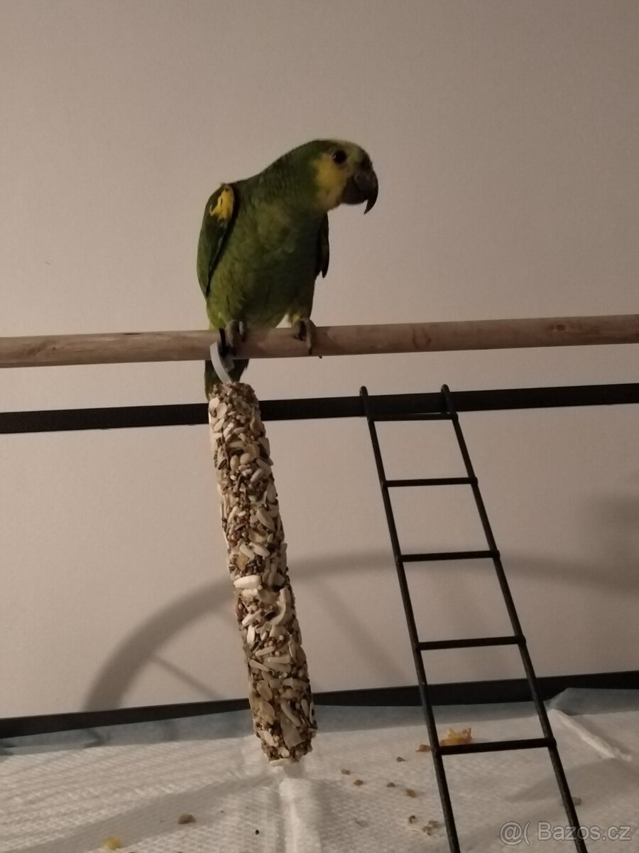 Amazoňan modročelý samice Prodám