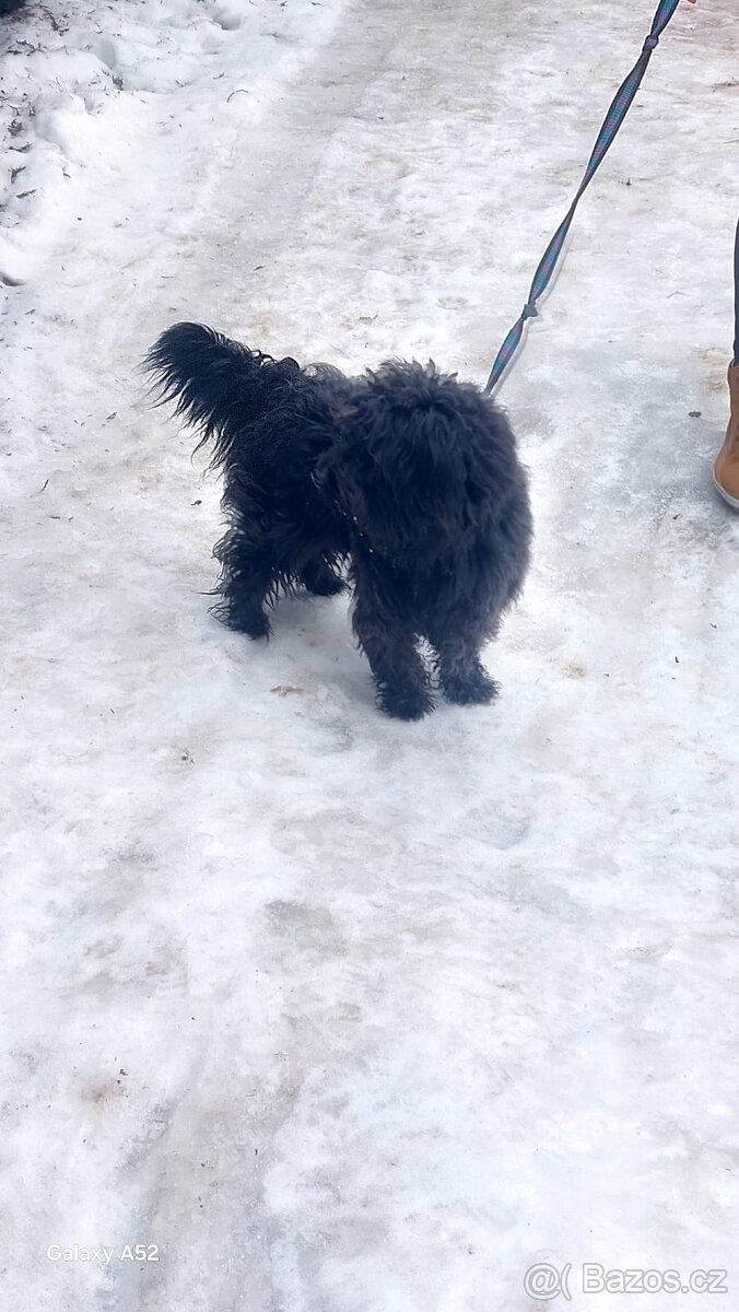 Bisonek,havansky psík,maltezak,bischon,