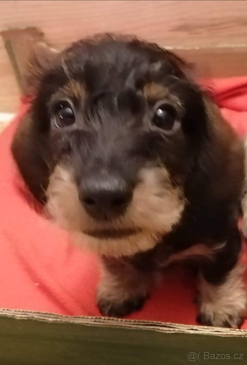 Jezevčík drsnosrstý králičí