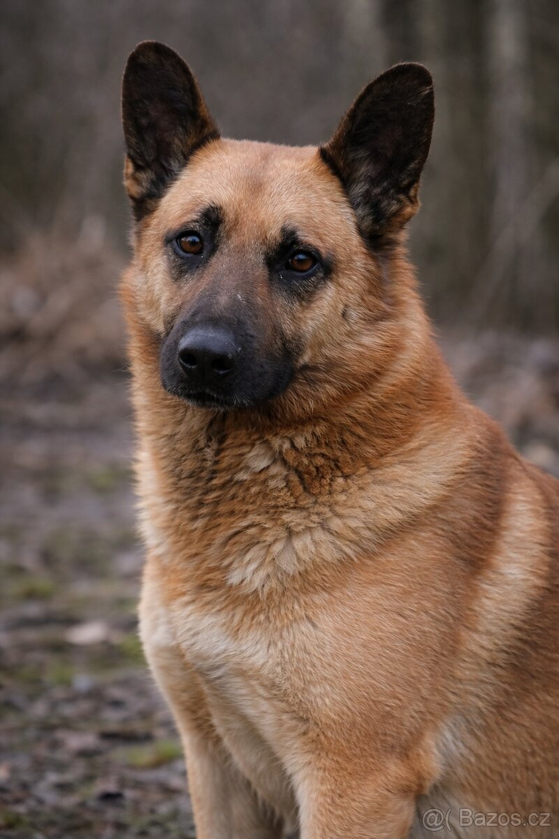 Archanas hledá domov