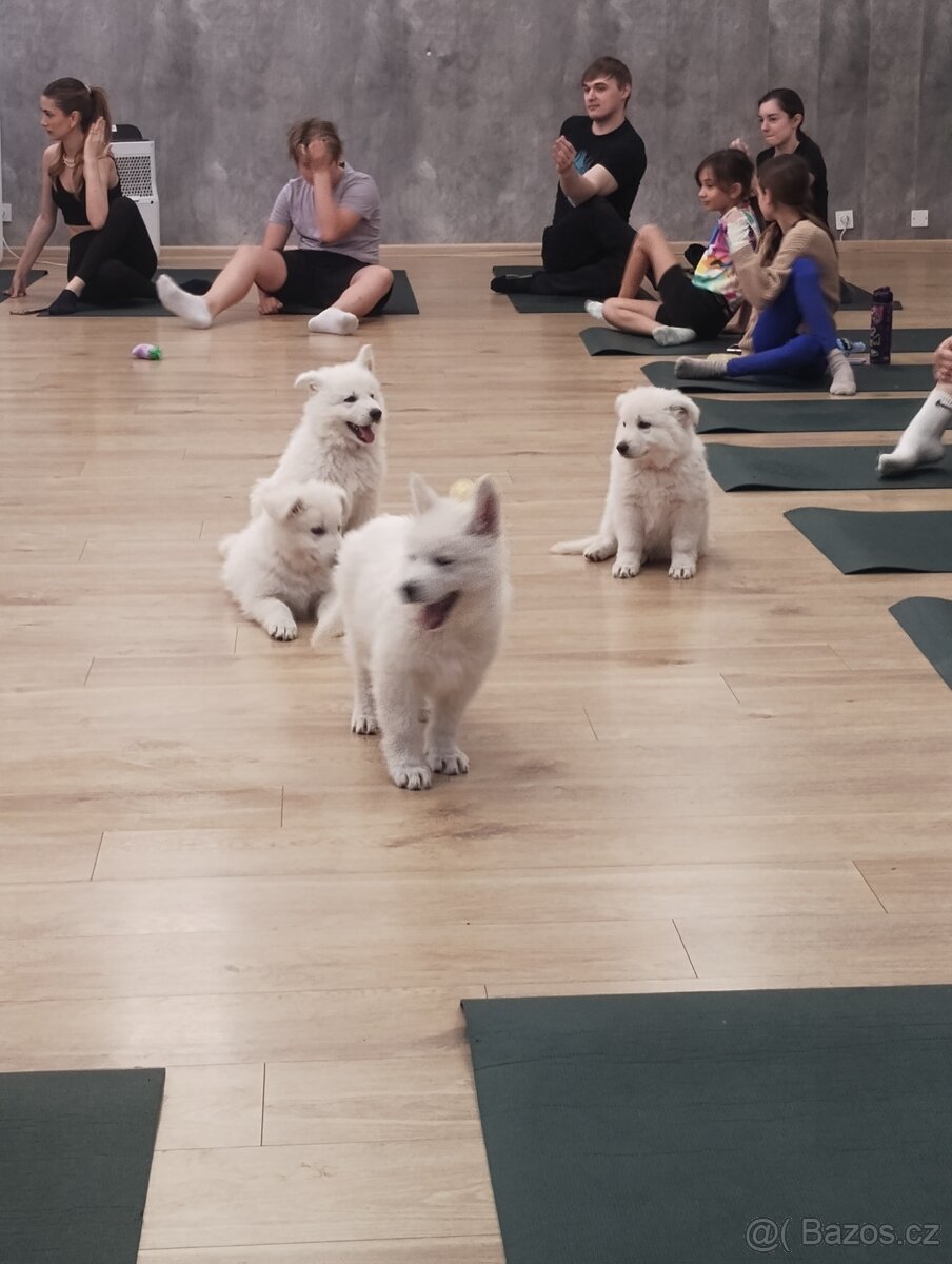 rezervace štěňat BŠO