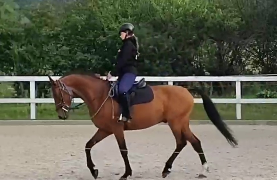 ČT – valach 9 let, 158 cm | pro ženu jezdkyni s citem