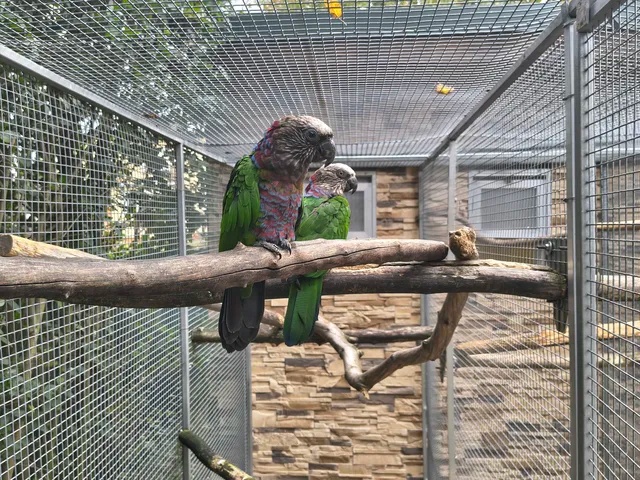 Amazoňan Vějířový 1 : 1 2017.