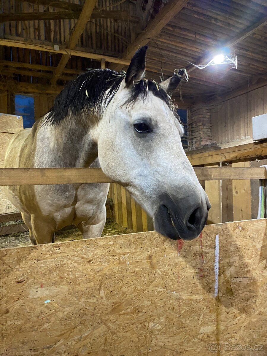 Výpomoc se zvířaty