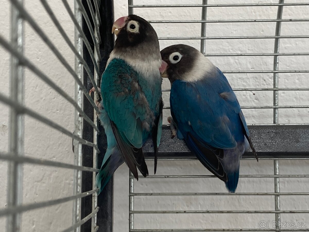 Agapornis Škraboškový - 2x samice, výměna za samce