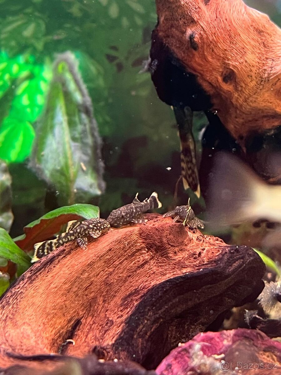 Ancistrus , krunýřovec