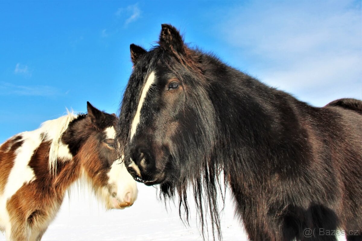 Irský cob – 10 let – valach - ideální parťák pro děti