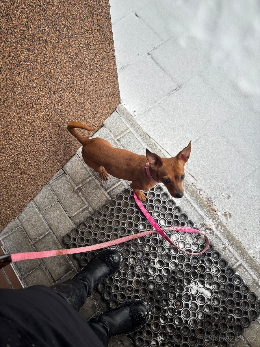 Daruji fenku křížence