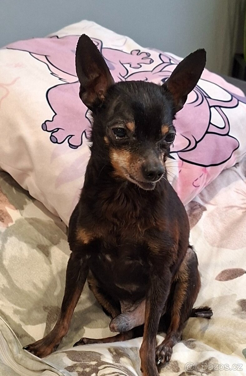 Krytí-Pražský Krysařík