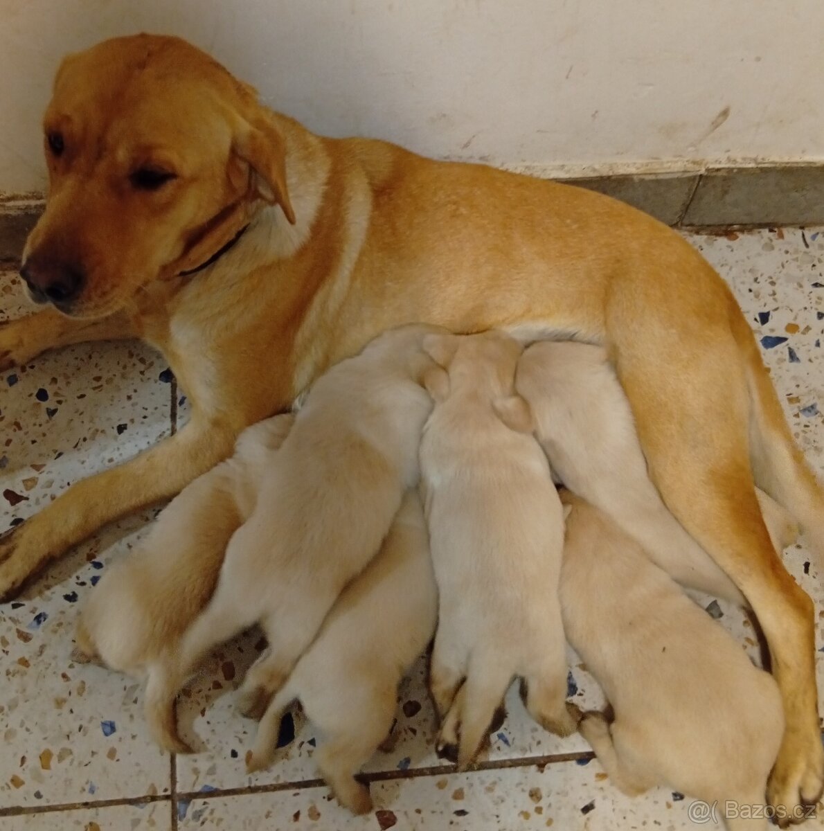 labradorský retrívr