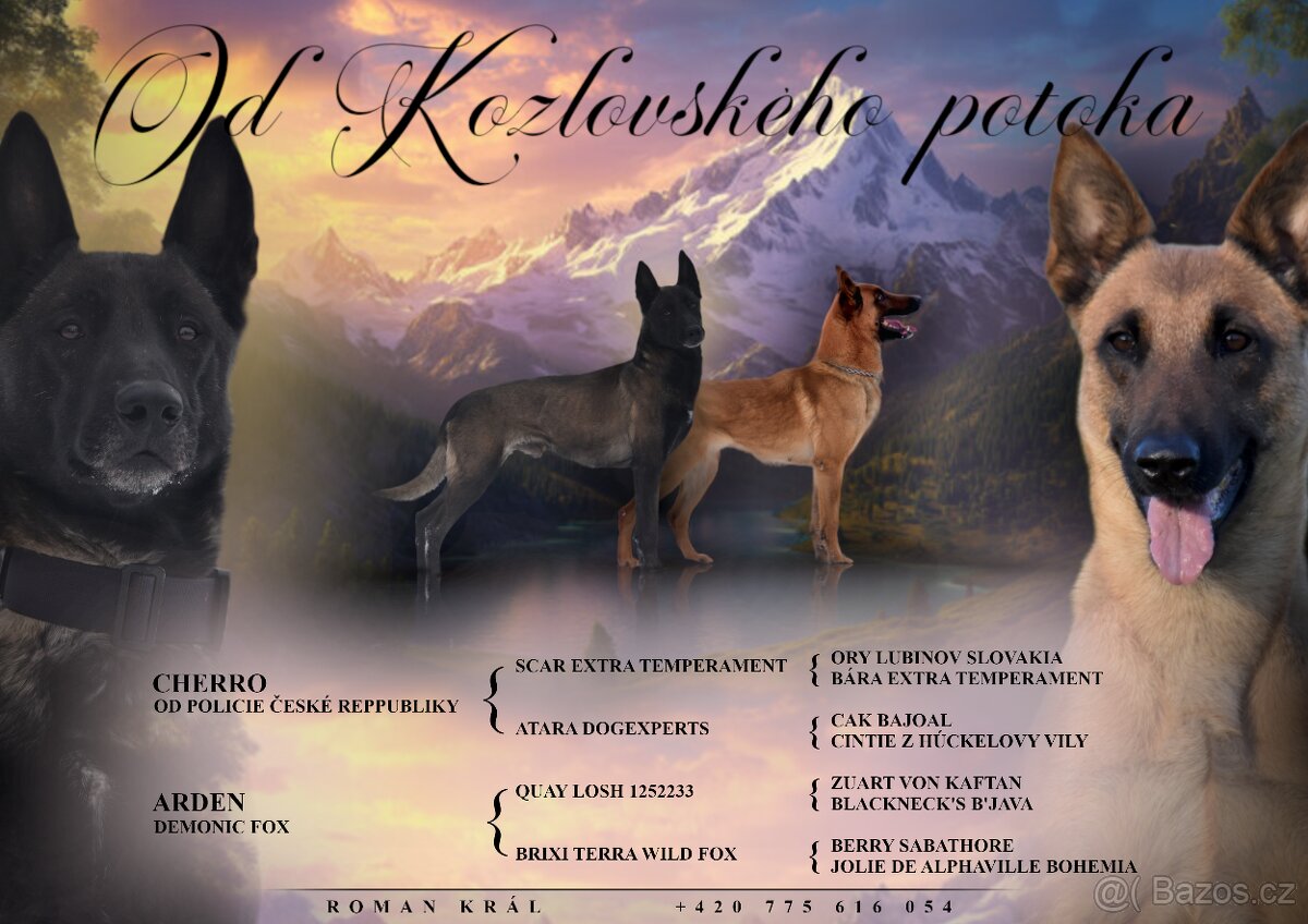 Belgický ovčák Malinois s PP