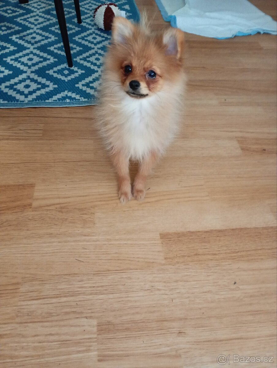 Německý špic trpasličí fena