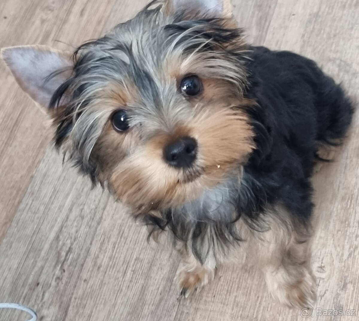 Jorkširsky terier fenka s pp