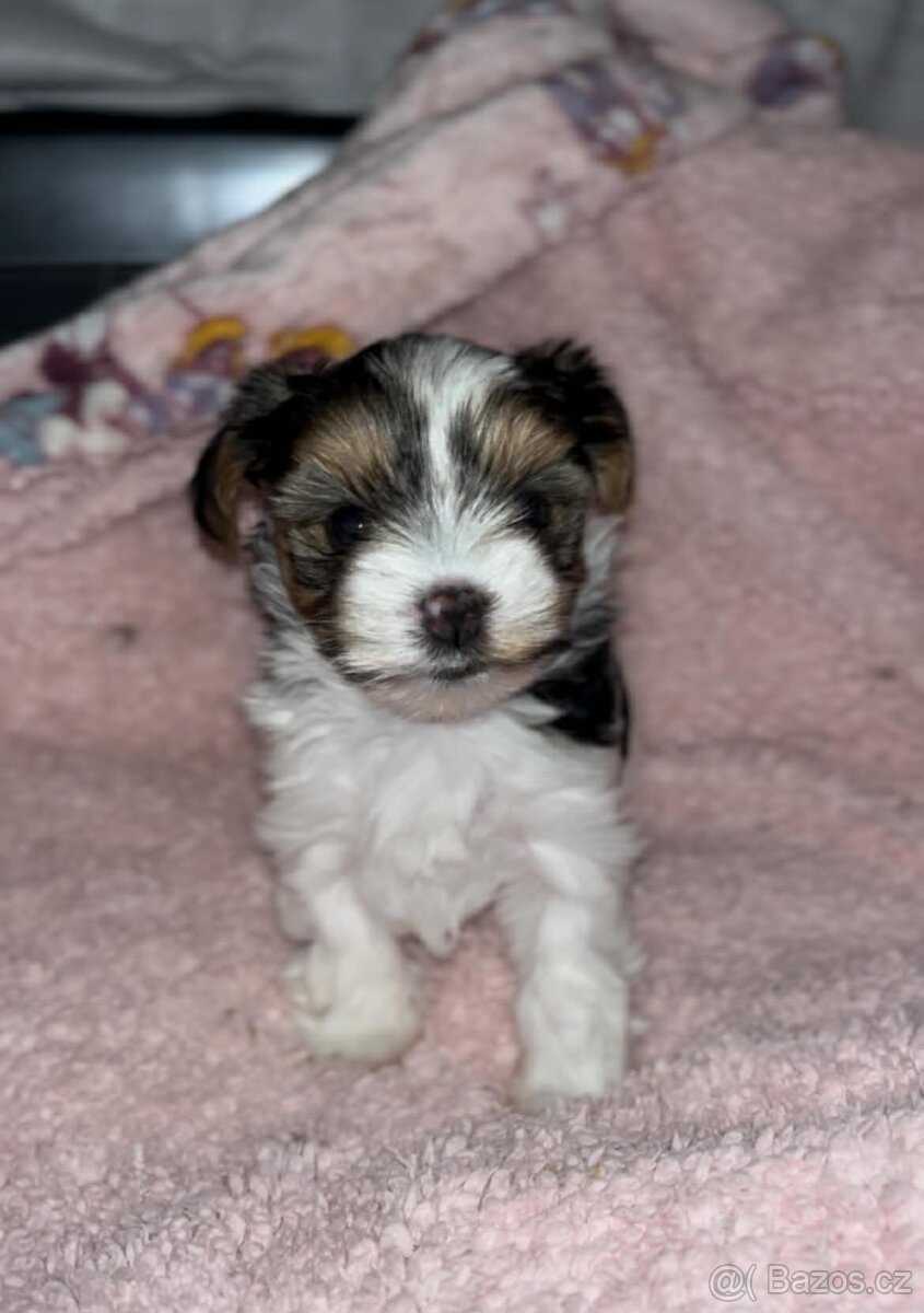 Jorkšírský biewer teriér s Pp