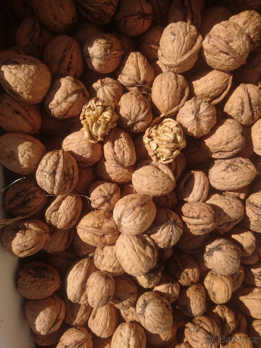 PRODÁM VLAŠSKÉ OŘECHY