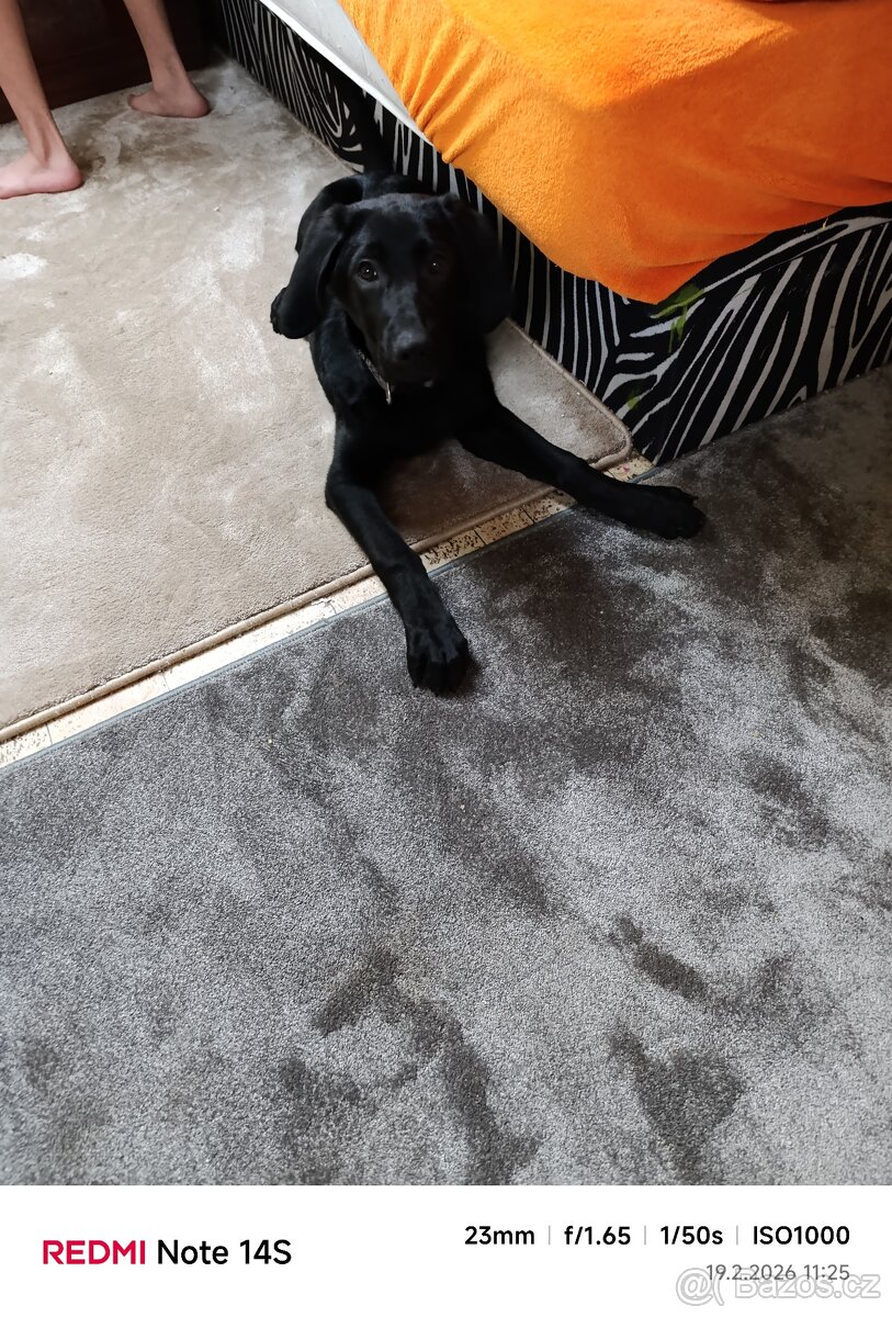 Štěně labradora s NO