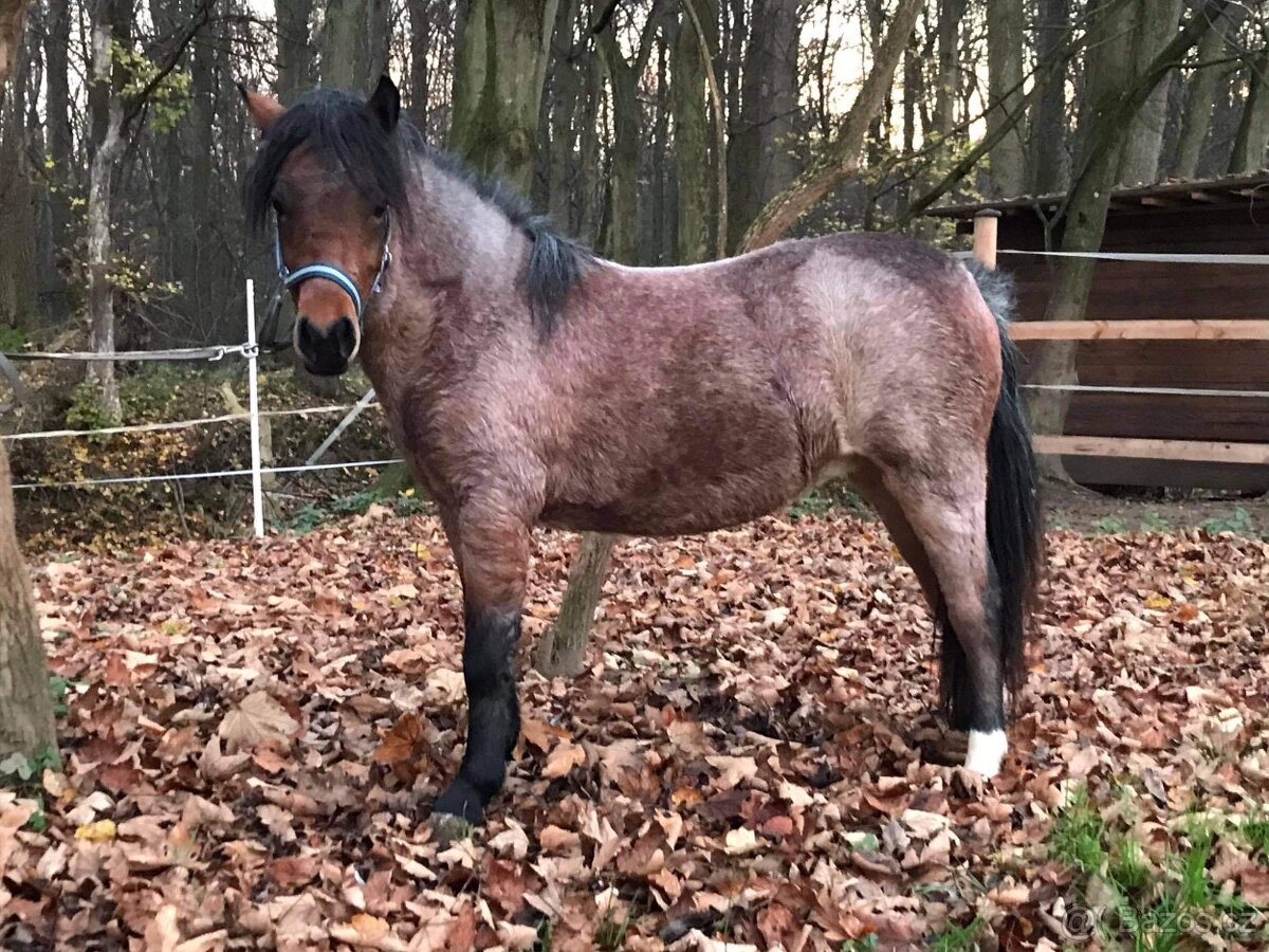 Pony kobylka