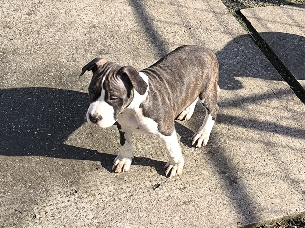 AMERICKÝ STAFORDŠÍRSKY TERIÉR s PP