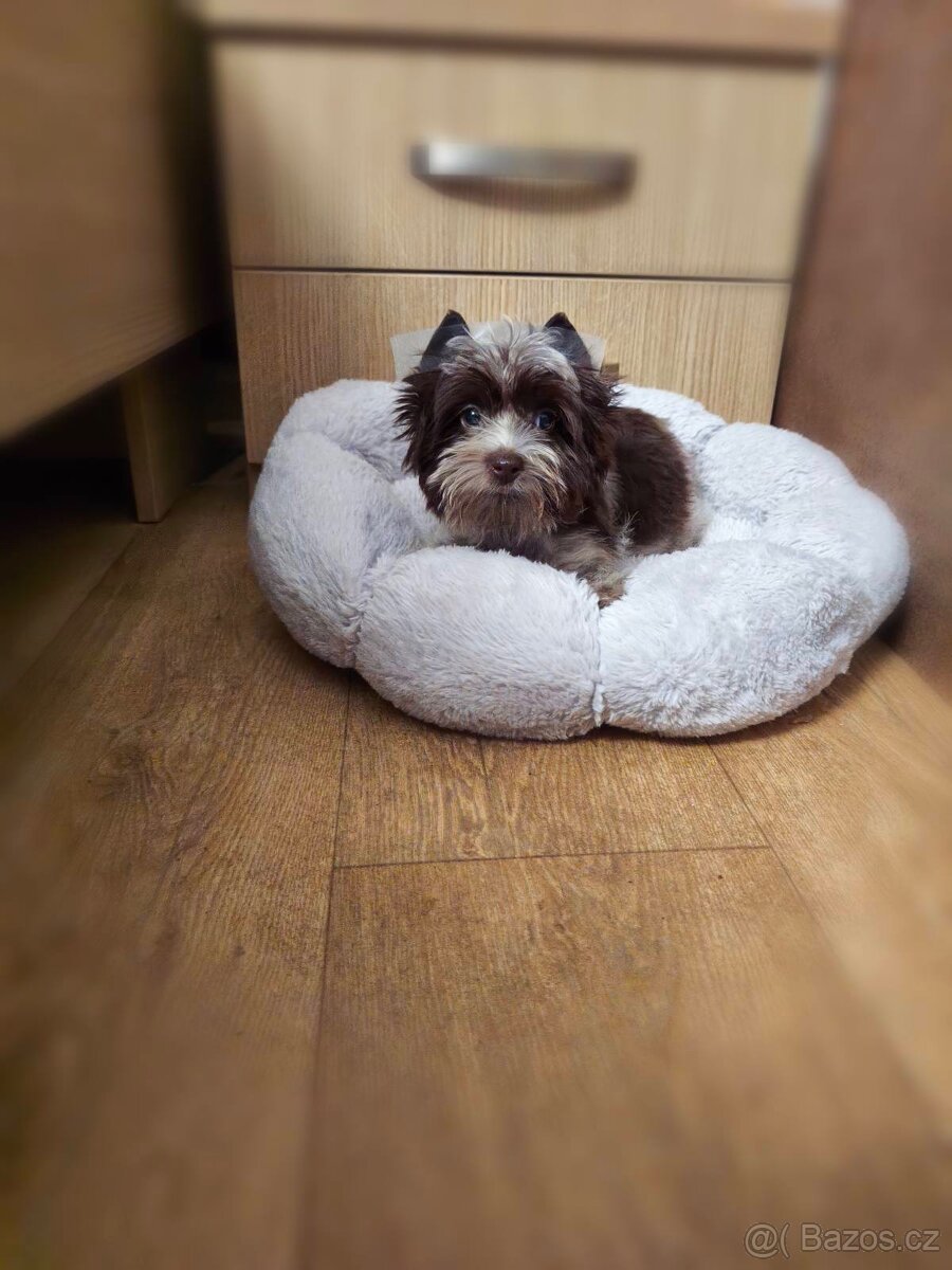 Fenka jorkširka , jorkšírský teriér