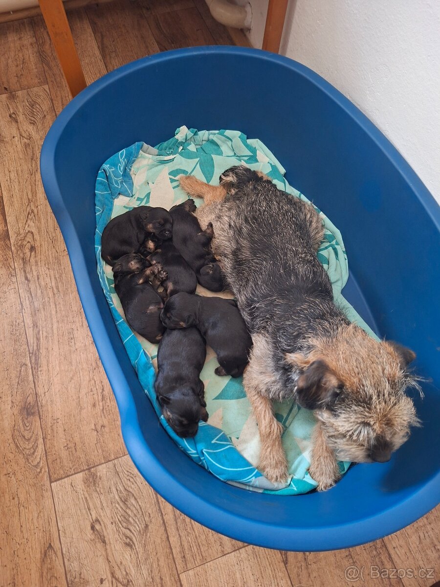 Štěňata Border teriéra