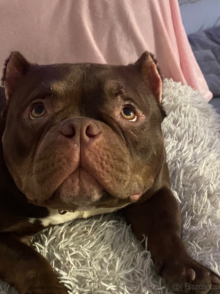 American bully pocket