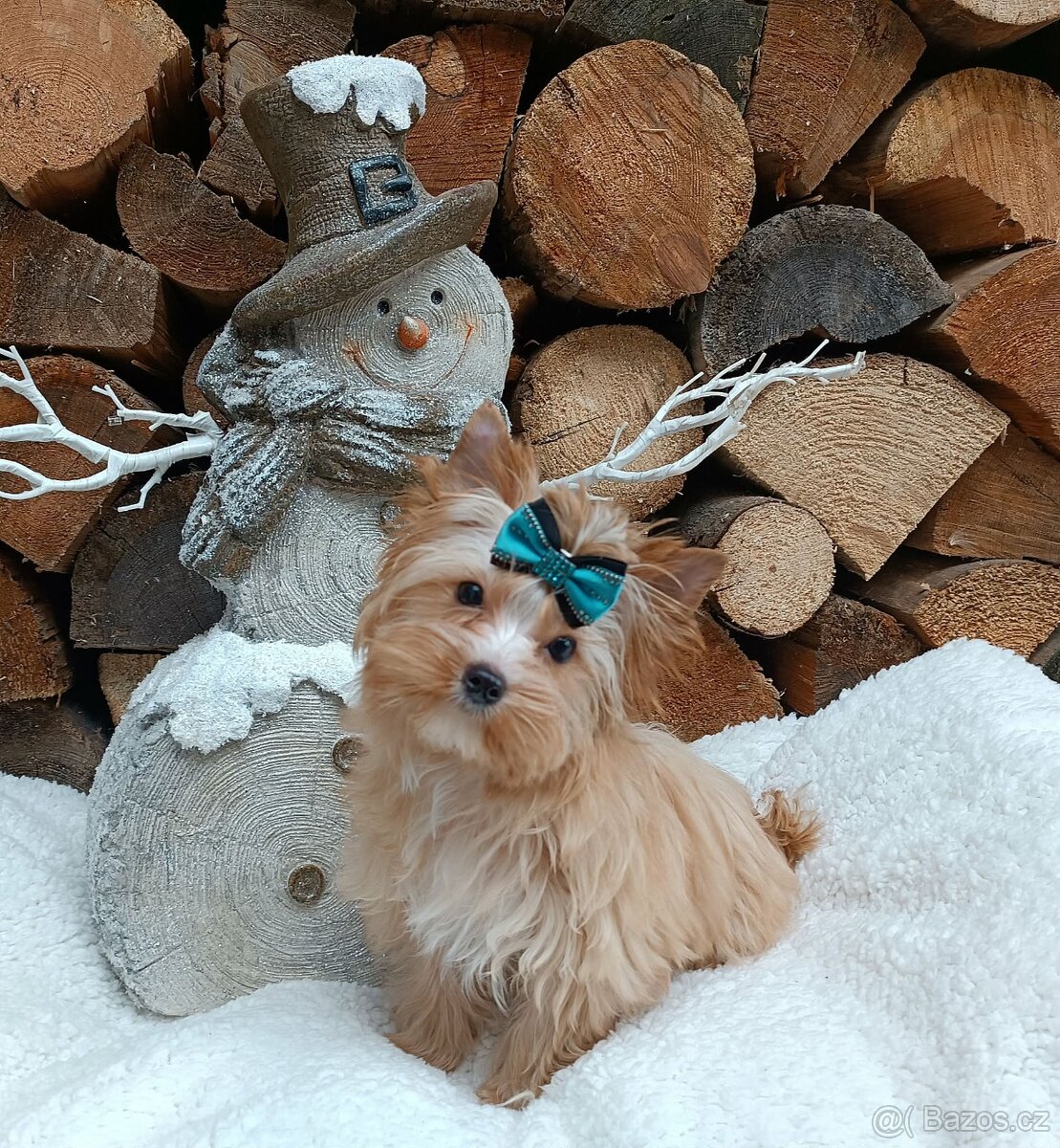 Golddust, Biewer jorkšírský teriér s PP