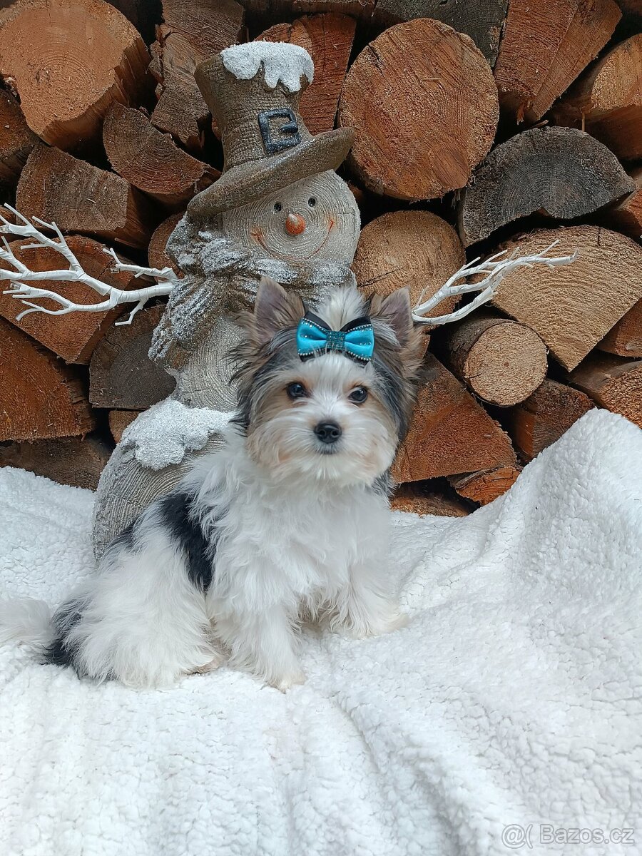 Biewer, golddust jorkšírský teriér s PP