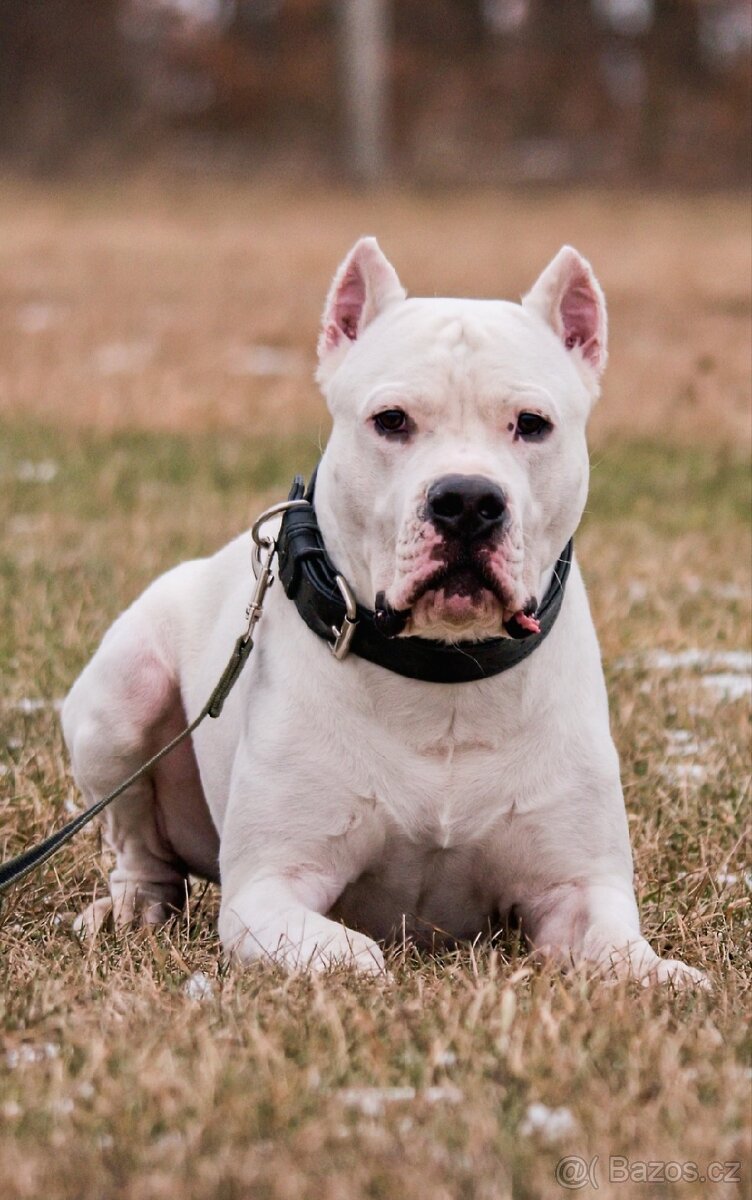 Argentinská doga pes