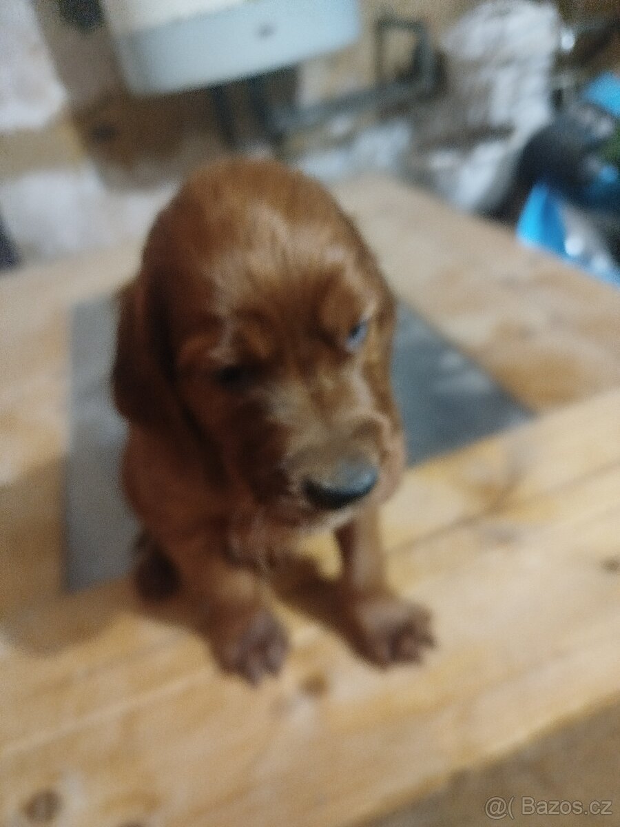 Štěňata irských setrů