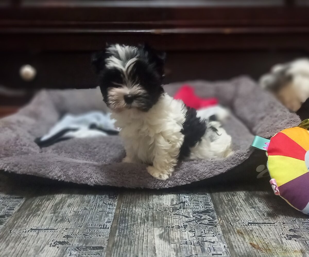 Jorksirsky terier bez pp