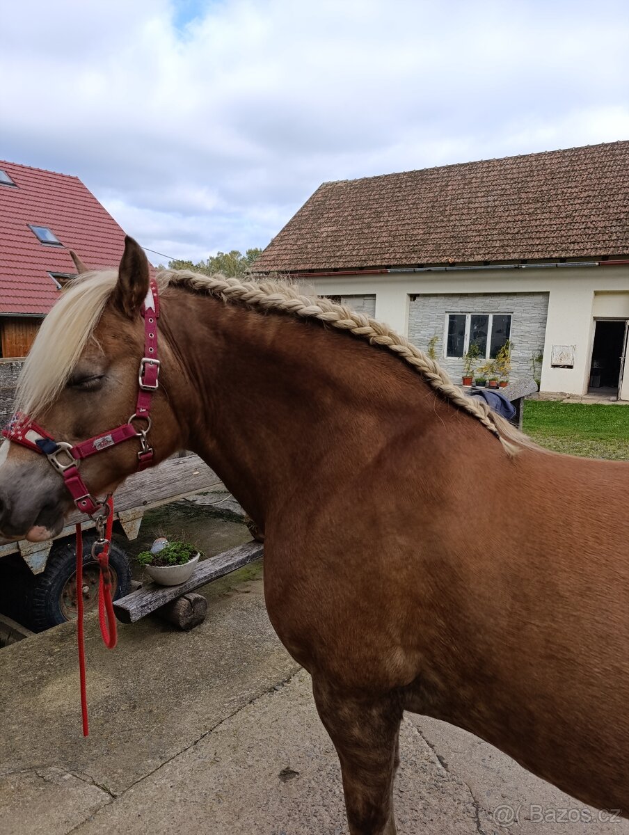 Klisna Hafling-rezervace